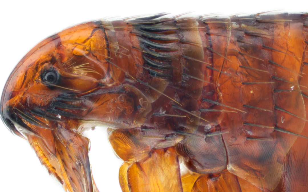 Fleas